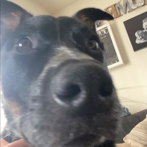 Meet your Posher, Ant